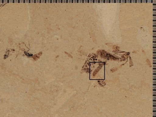 undet. Insecta