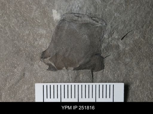 undet. Eurypterida