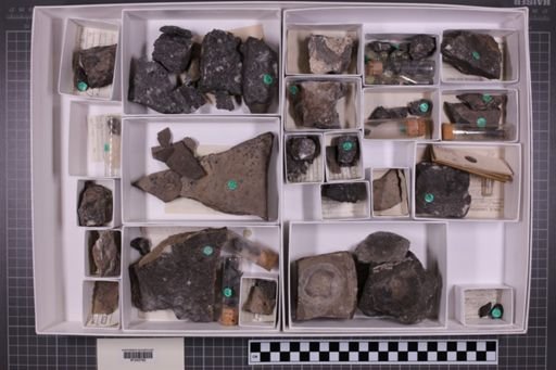 mixed taxa, stratigraphic collection