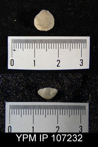 Dalmanella crassa