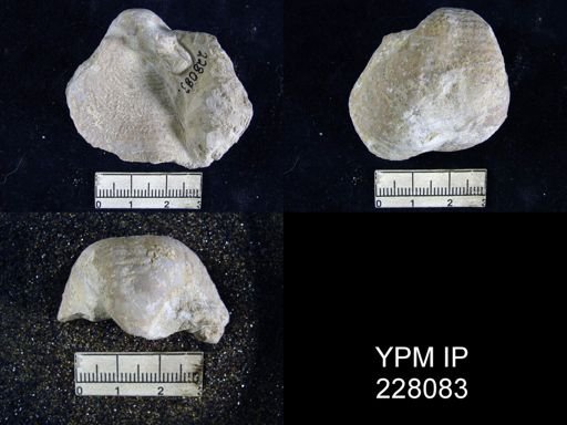 Echinoconchus semipunctatus