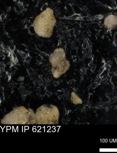 undet. Foraminiferida