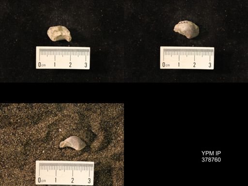 Marginifera wabashensis