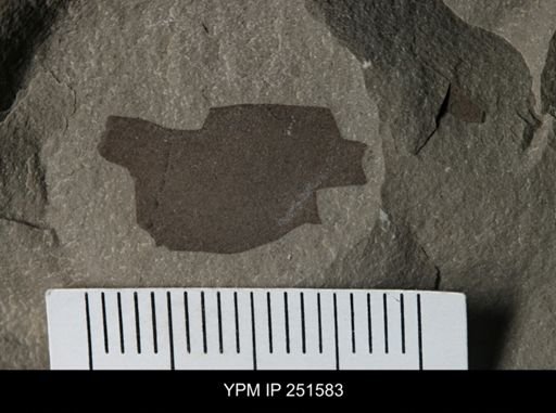 undet. Eurypterida