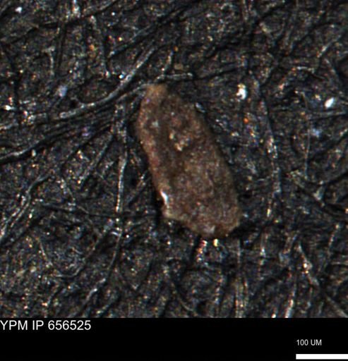 Spirolocammina planula