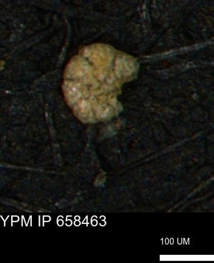 Trochammina gatesensis