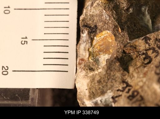 Protocardia subquadrata
