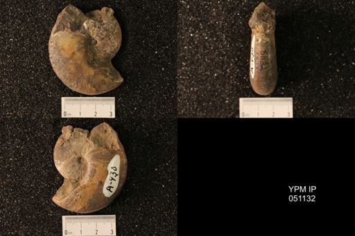 Hoploscaphites nicolletii