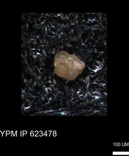 undet. Foraminiferida