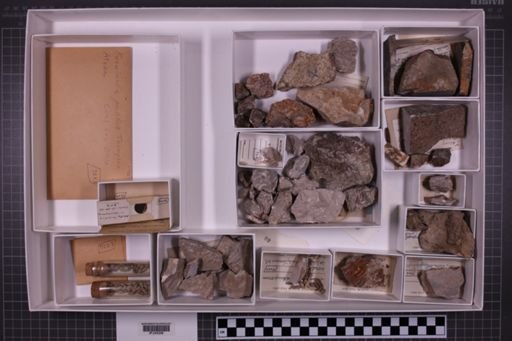 mixed taxa, stratigraphic collection