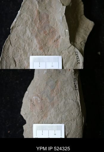 undet. Arthropoda