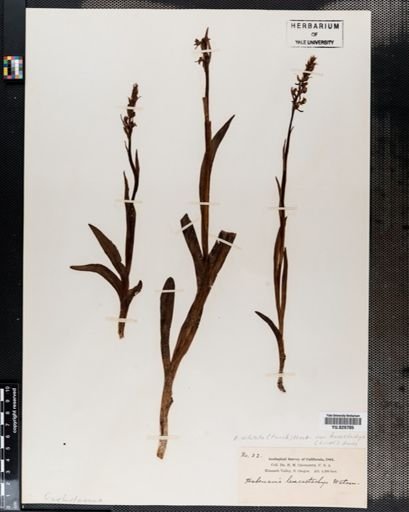 Habenaria