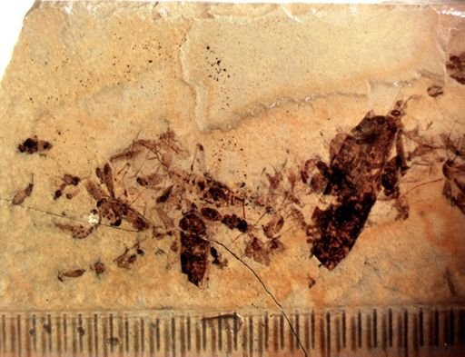 undet. Heteroptera