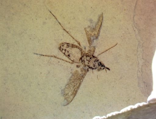 undet. Diptera