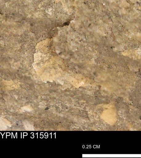 undet. Mollusca