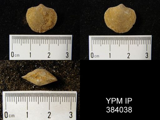 Atrypa reticularis