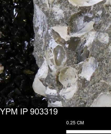 undet. Mollusca