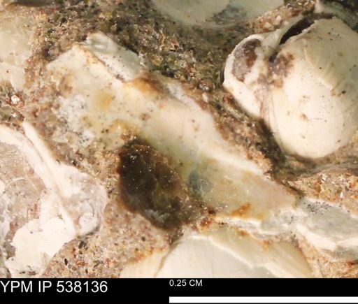 Corbulamella gregaria