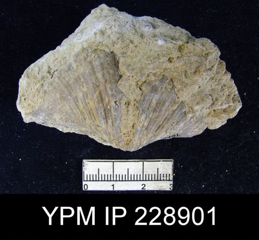 Neospirifer latus