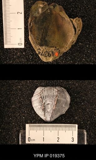 Cyrtospirifer preshoensis