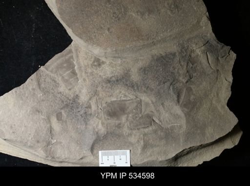 undet. Eurypterida
