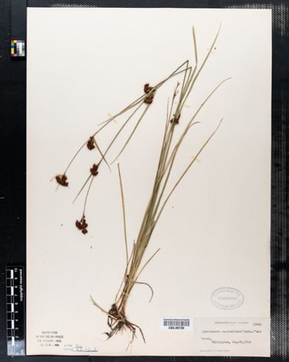 Rhynchospora capitellata