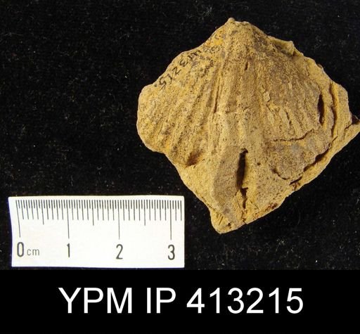 Orthorhynchula sp.; Rafinesquina with