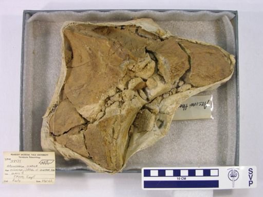 Arsinoitherium sp.