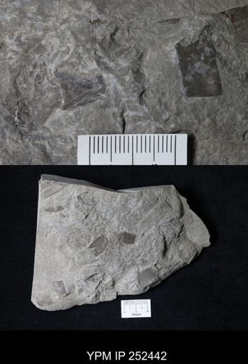 undet. Eurypterida