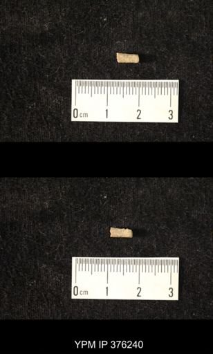 Pseudorthoceras knoxense