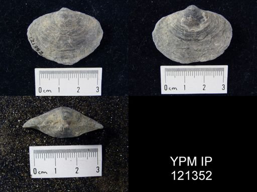 Athyris spiriferoides