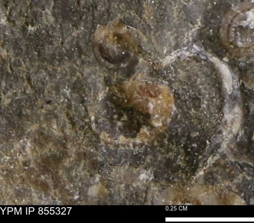 undet. Mollusca