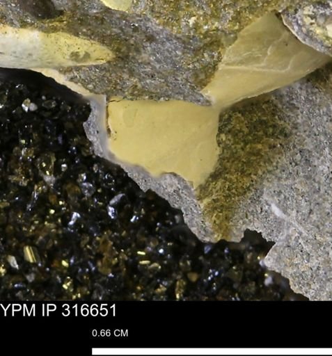 undet. Mollusca