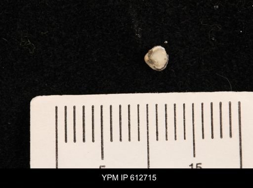 Protocardia sp.