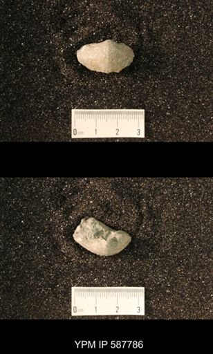 undet. Brachiopoda