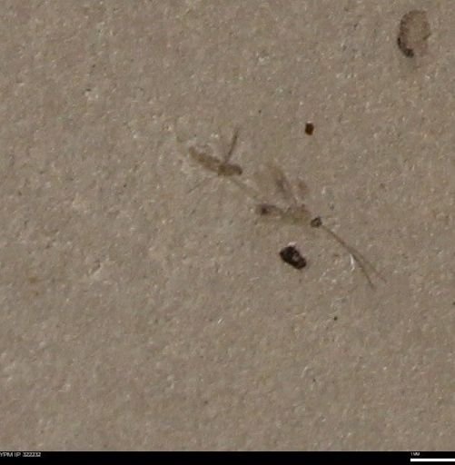undet. Insecta