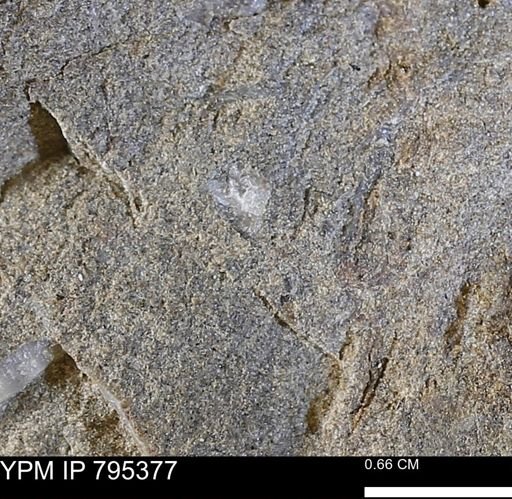 undet. Bivalvia