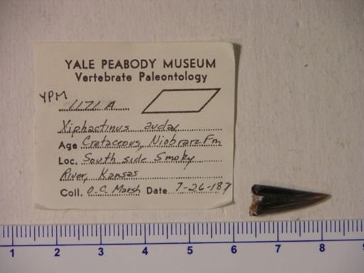 Pterodactylus ingens