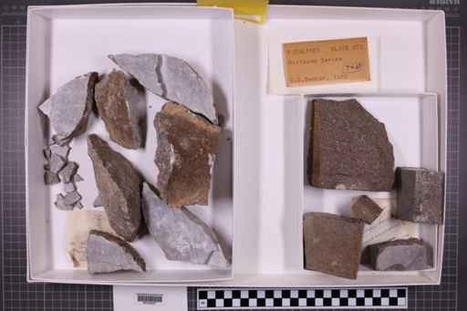 mixed taxa, stratigraphic collection