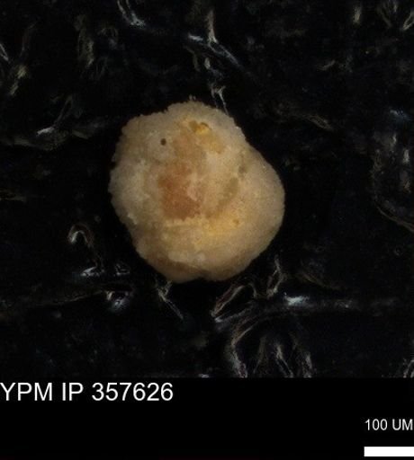 undet. Foraminiferida