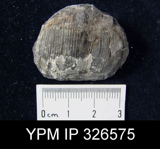Productus sp.