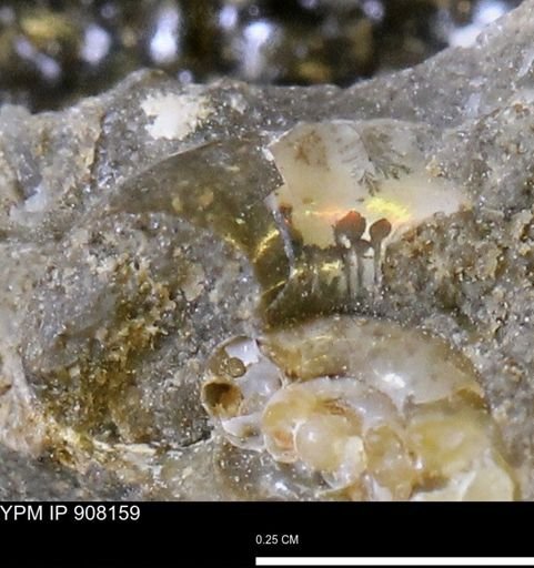 undet. Scaphitidae