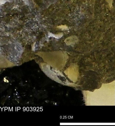 Corbulamella?