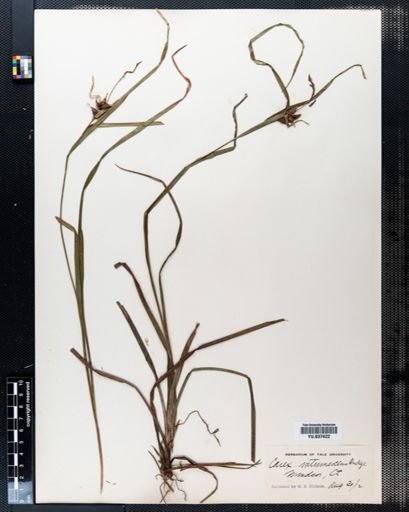 Carex intumescens