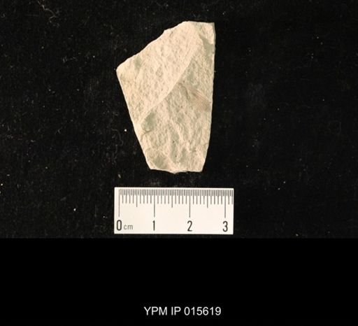 Liomopterum ornatum
