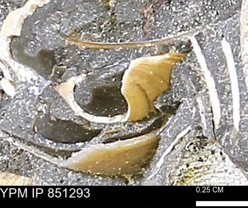 Limopsis striatopunctatus