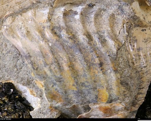undet. Ammonoidea