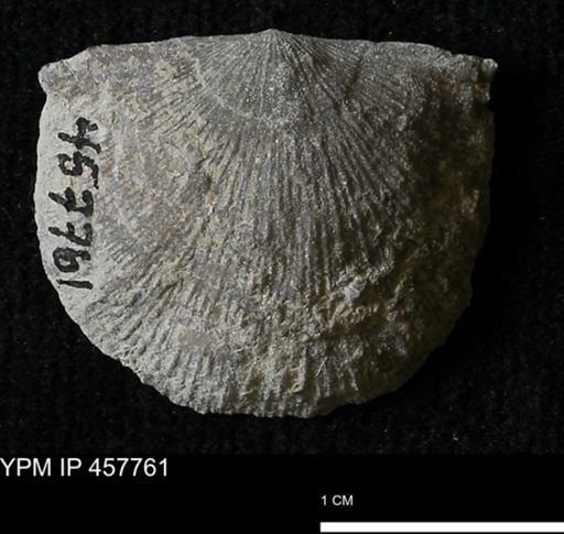 Strophodonta sp.