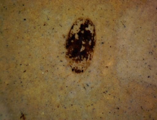 undet. Coleoptera
