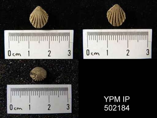 Hustedia mormoni